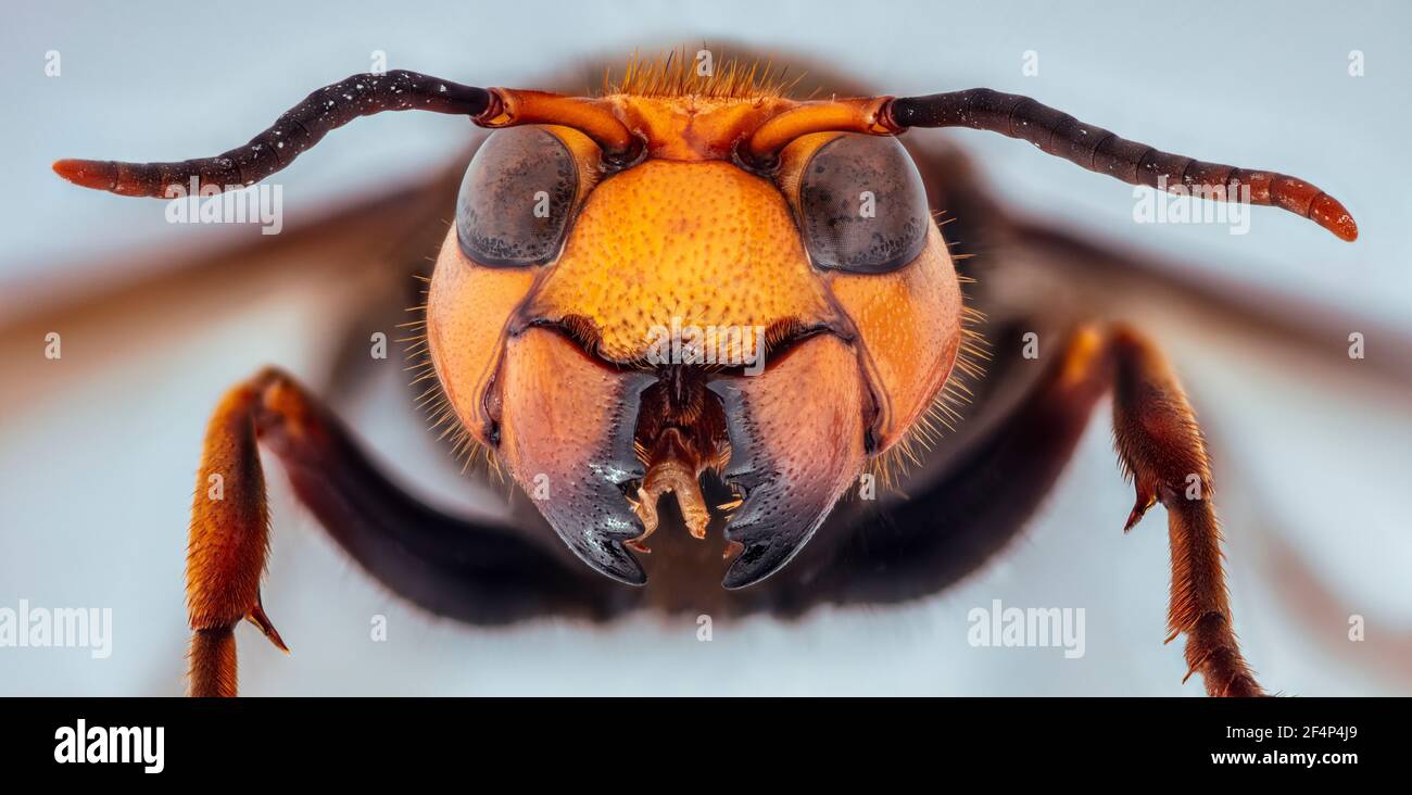 Asiatische Riesenhornet, Japanische Riesenhornet, auch Morde Hornet (Vespa mandarinia) Stockfoto
