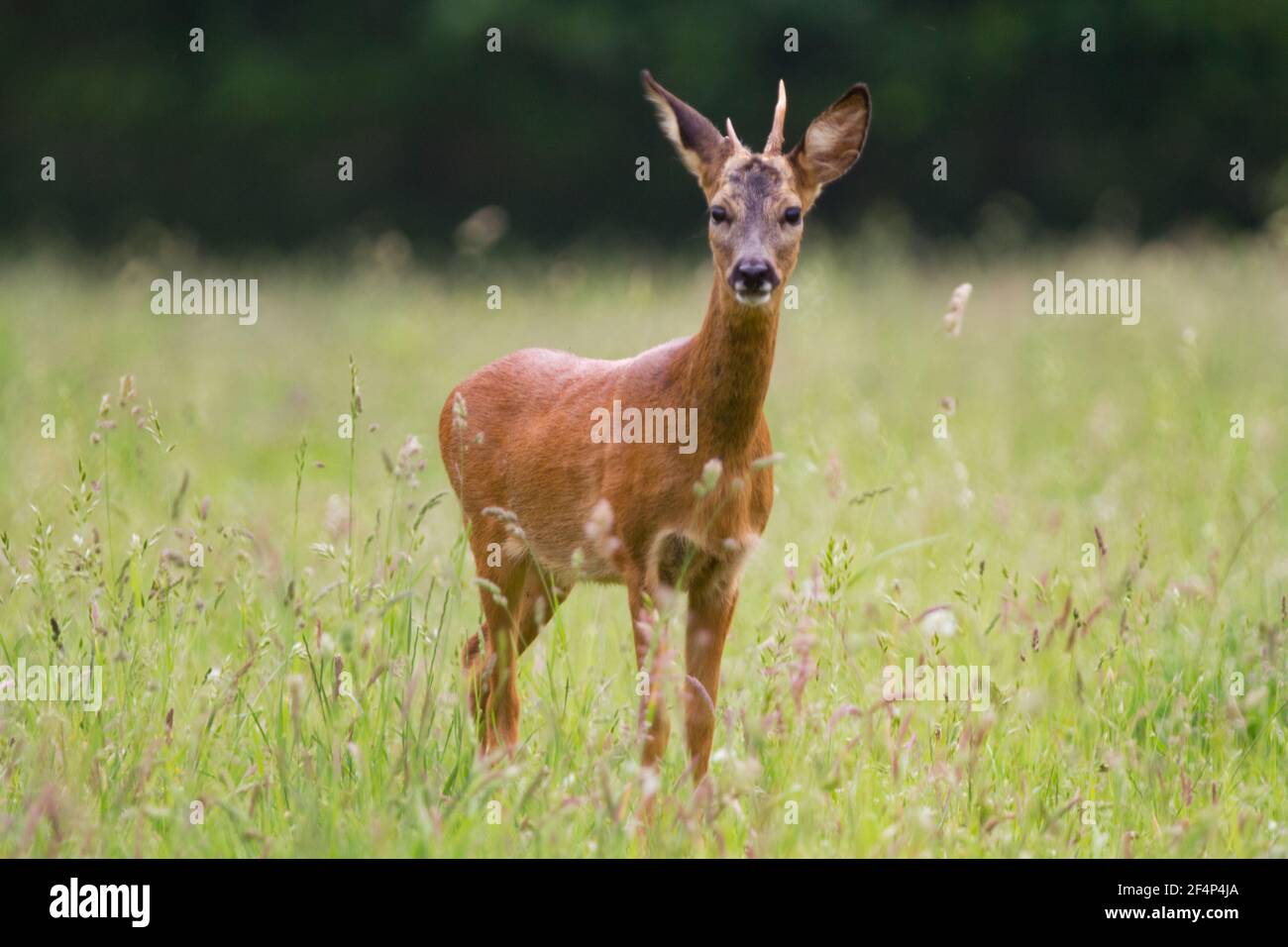 Junger Roebuck mit kleinem, unregelmäßigem Geweih Stockfoto