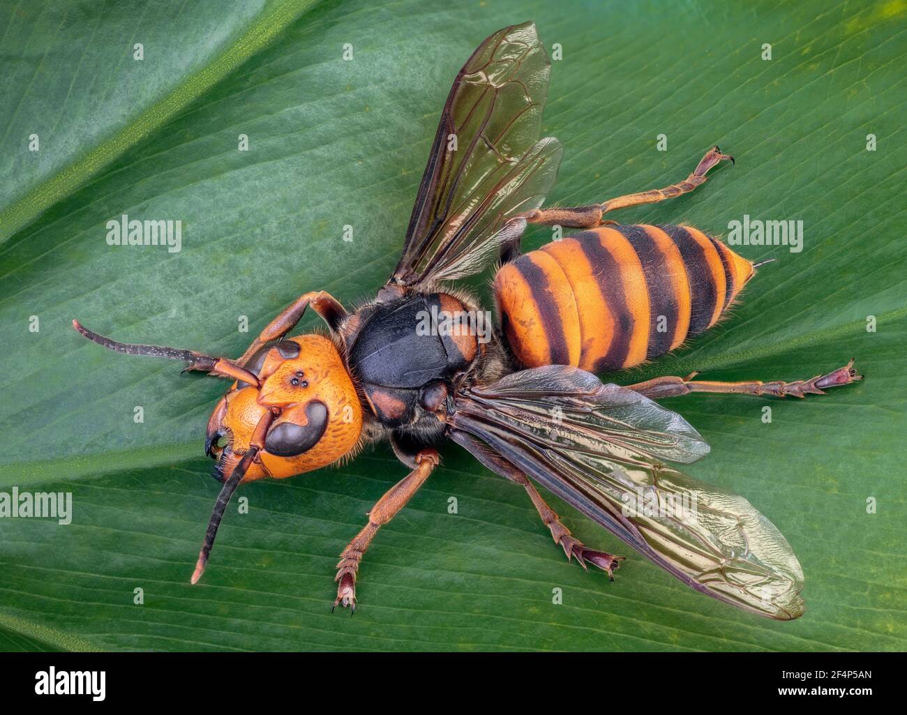 Asiatische Riesenhornet, Japanische Riesenhornet, auch Morde Hornet (Vespa mandarinia) Stockfoto