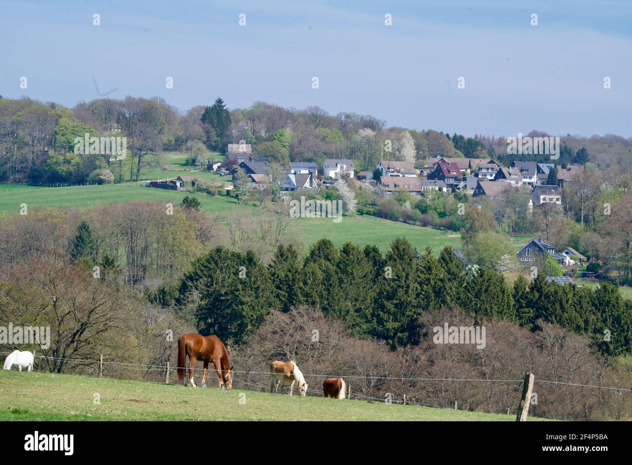 Häuser und Pferde von Wermelskirchen unter blauem Himmel Stockfoto