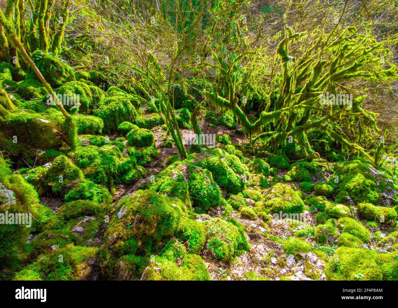 Revotano und Eremo di San Leonardo (Roccantica, Italien) - die spektakulären Attraktionen in Sabina Berg: Die surreale grüne Karst Sinkhole Stockfoto