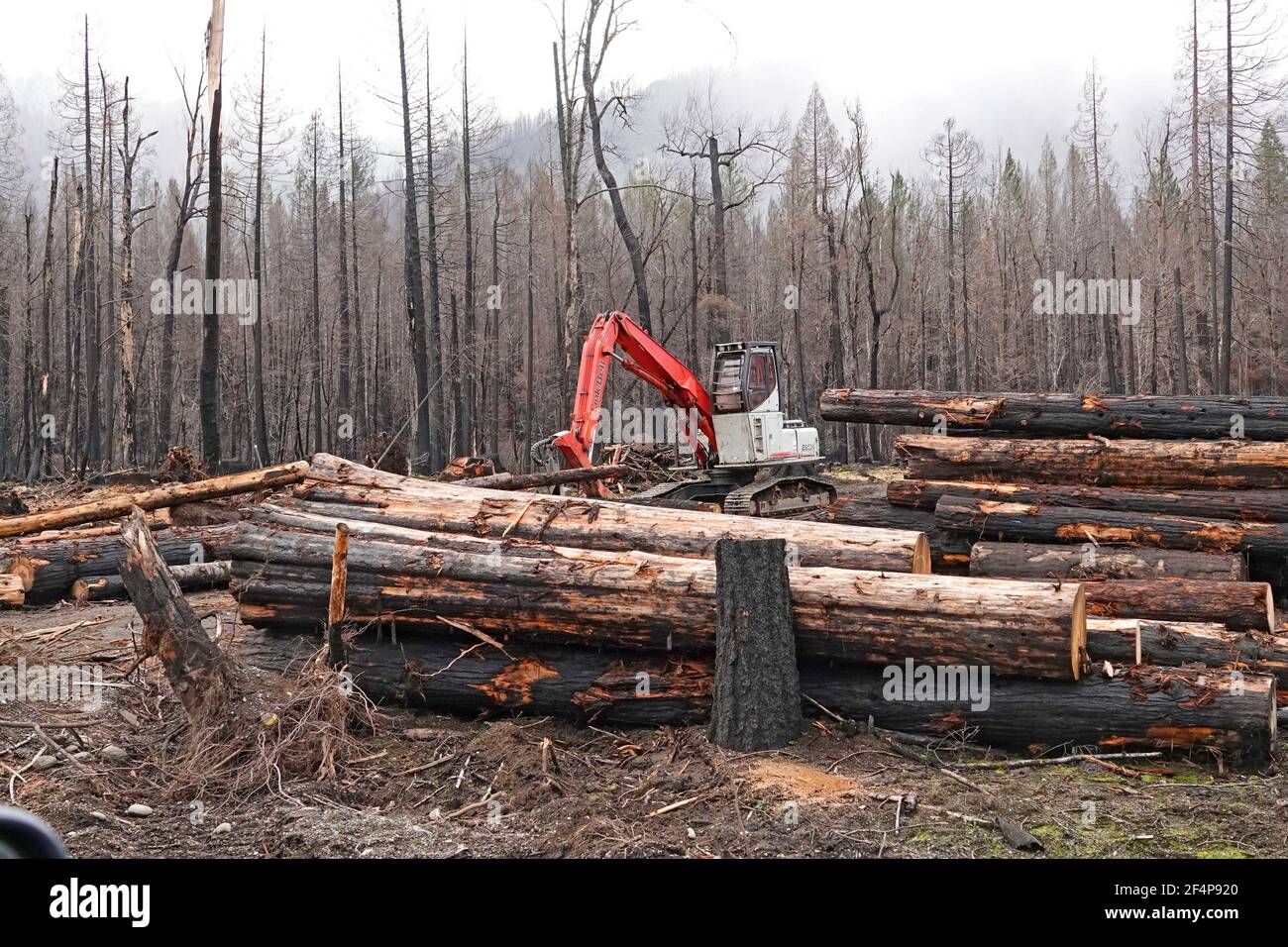 Die ausgebrannten Wälder in der Nähe der kleinen Dorfanlage von Blue River, Oregon, nach dem Waldbrand auf der Holiday Farm, der das McKenzie River Valley i hinunterfegte Stockfoto