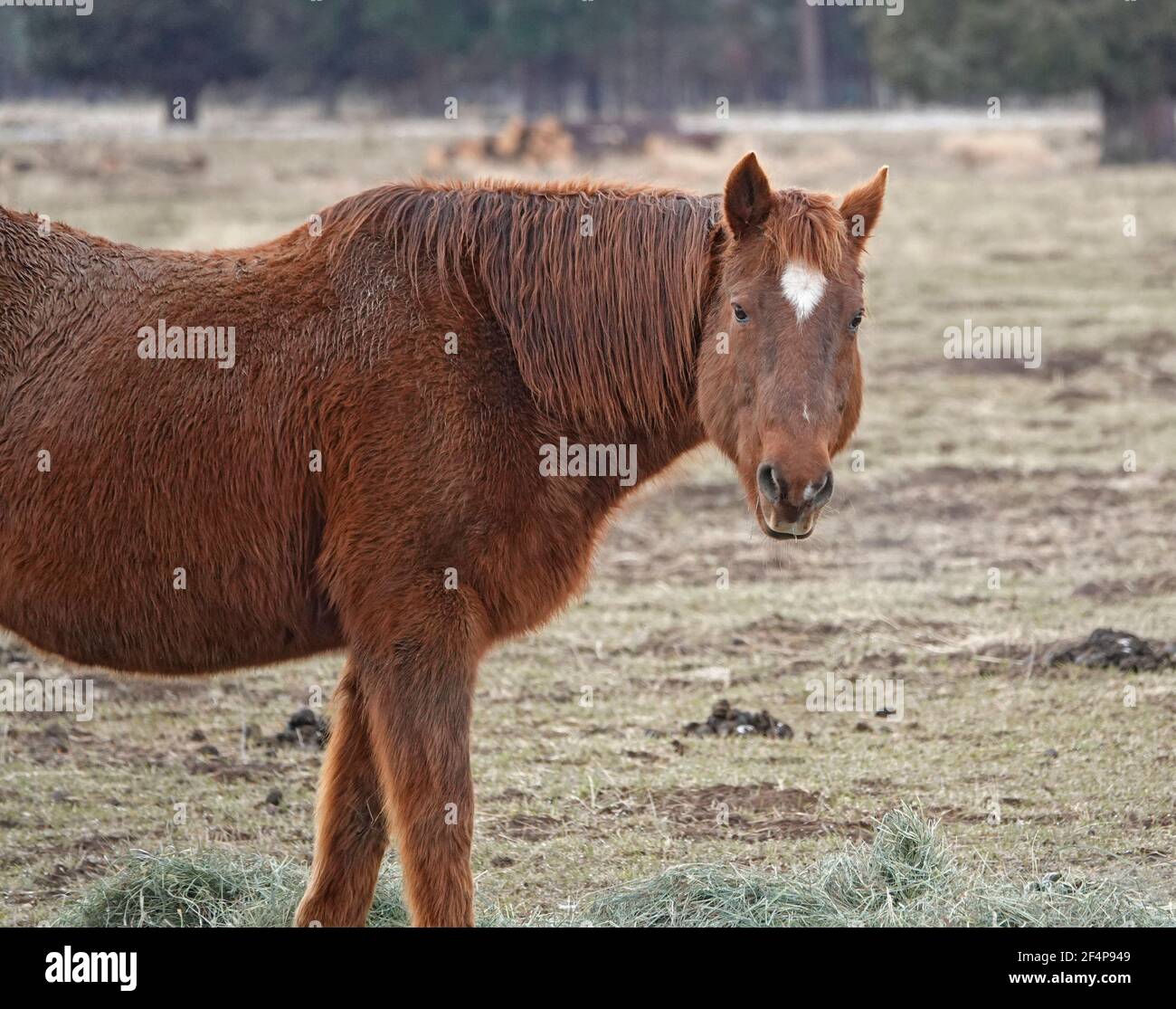 Ein wunderschönes Lorbeerpferd in seinem Wintermantel ernährt sich von Luzerne auf einem Ranch-Feld in der Nähe von Sisters, Oregon. Stockfoto