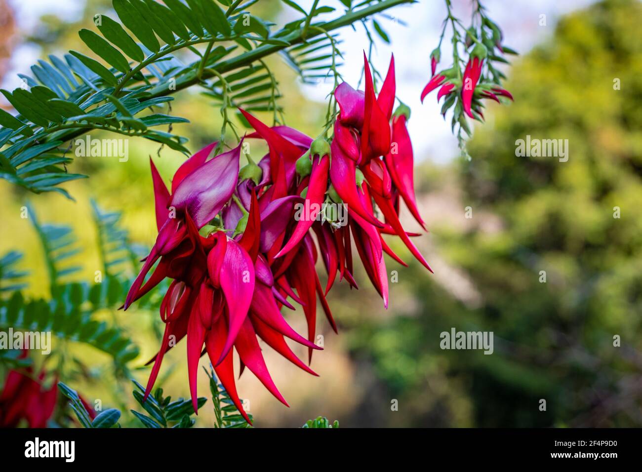 Die schönen Blütentrauben auf der Kakabeak-Pflanze (Clianthus puniceus). Diese Pflanzenart ist in Neuseeland heimisch und endemisch. Stockfoto