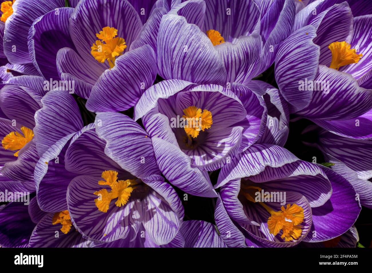 Erste Krokusblüte des Frühlings. Sie ist eine Gattung von blühenden Pflanzen in der Familie der Iris mit 90 Arten von Stauden, die aus Kormen wachsen. Stockfoto