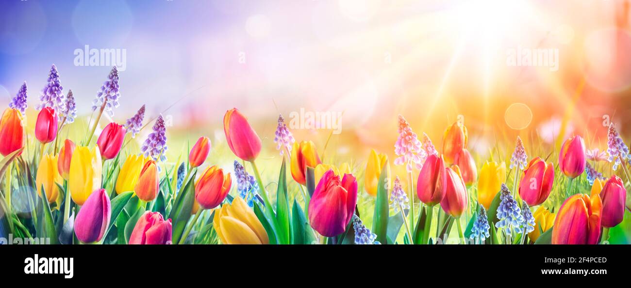 Abstrakt Defokussierten Frühling Hintergrund - Tulpen Und Hyazinthe Blumen In Sonnenfeld Stockfoto