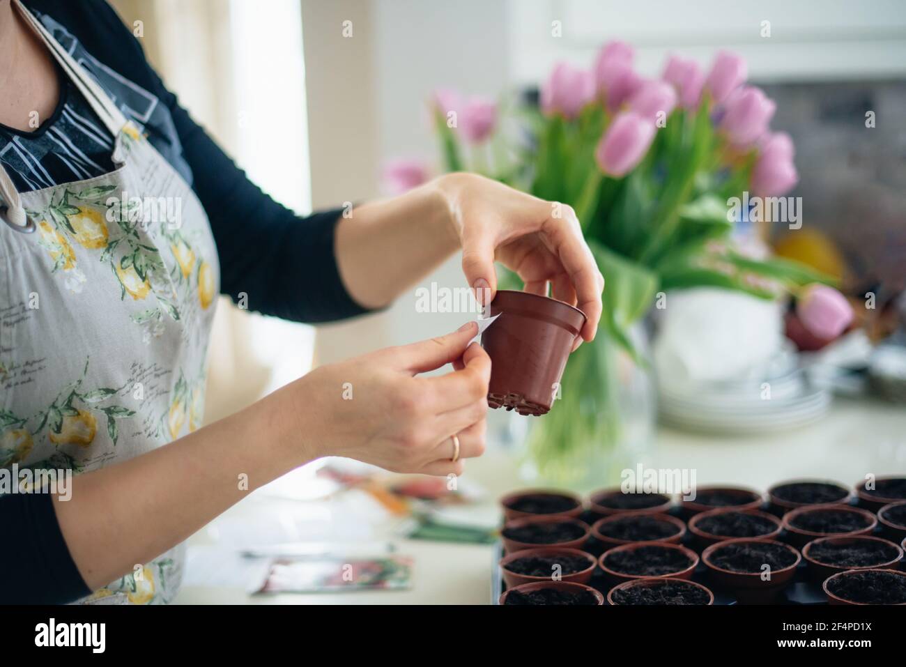 No Face Frau, die Aufkleber Notizen auf kleine Töpfe mit gepflanzten Samen in der Küche zu Hause. Vorbereitung für neue Küchengartensaison. Aussaat von Samen. Weich Stockfoto