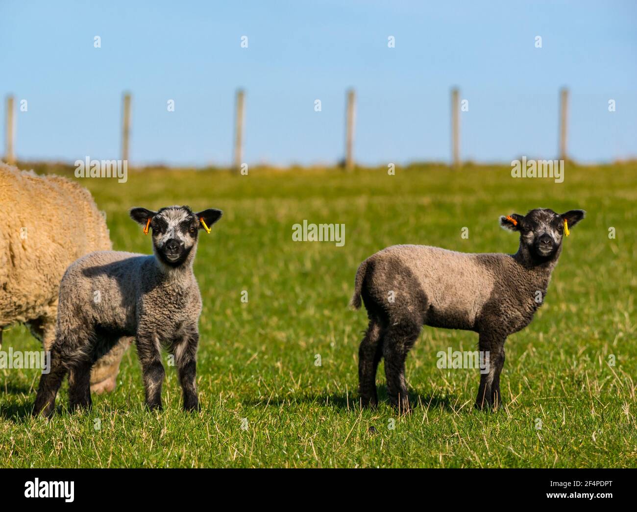 Nette weibliche Katmoget farbige Shetland Schafe Frühling Zwillingslämmer im grünen Feld in Sonnenschein, Schottland, Großbritannien Stockfoto