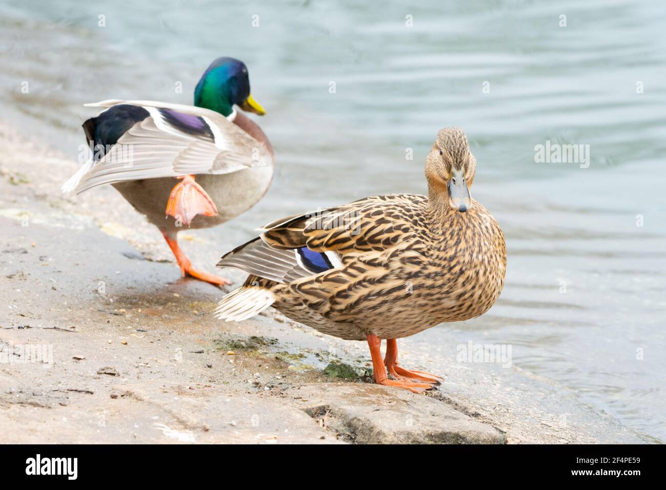 Paar Stockenten (Anas platyrhynchos) an einem Ufer. Der drake hinter erstreckt sich. Stockfoto