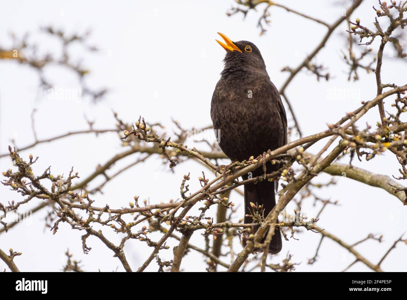 Amsel (Turdus merula) auf Ästen sitzend, singen im Abendlicht, Großbritannien Stockfoto