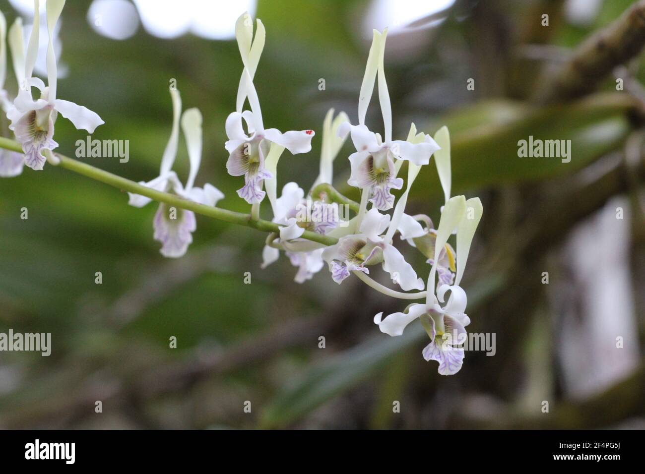Dendrobium antennatum, auch als grüne Antilopenorchidee bezeichnet, ist in den Wäldern von Papua-Neuguinea und den Salomonen zu finden. Stockfoto