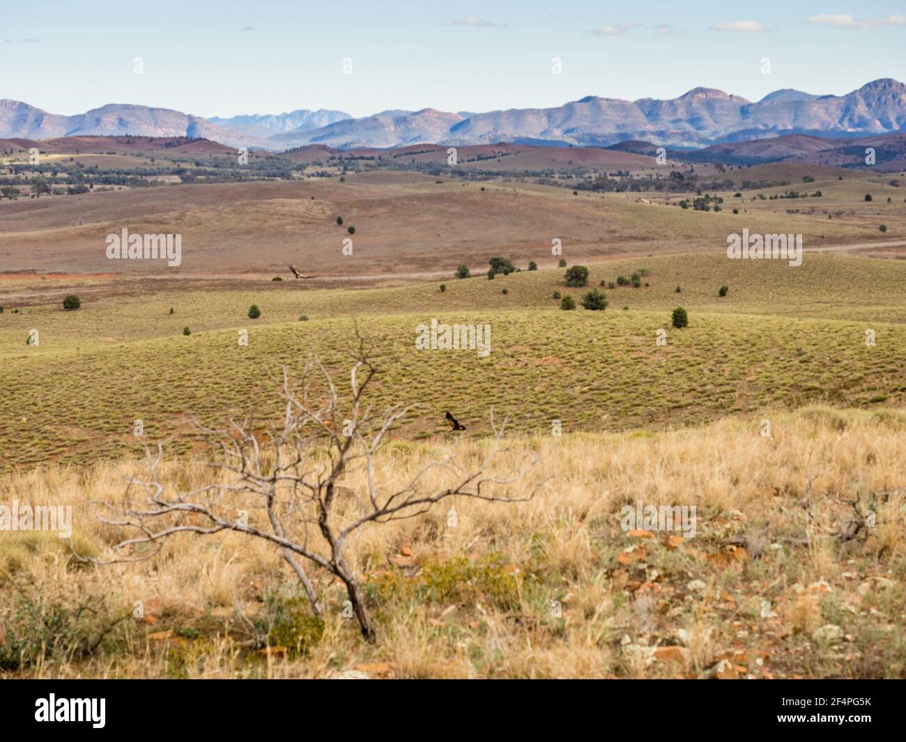 Zwei Wedge-tailed Eagles (Aquila audax) jagen über einem Spinifex-bedeckten Hang mit den FIlnders Ranges im Hintergrund, South Australia. Stockfoto