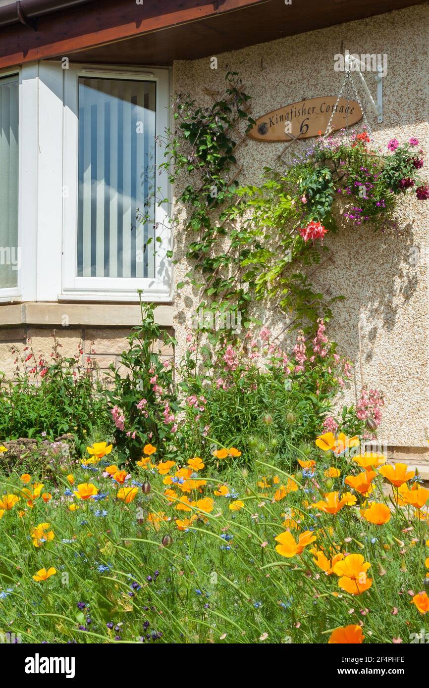 Nahaufnahme von Gartenblumen vor dem Wohnhaus, Blumenaufhängekorb und Gartengrenze mit kalifornischem Mohn im Sommer. Stockfoto