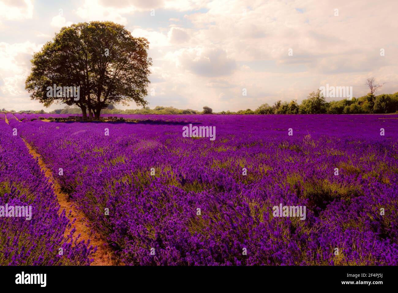 Sommerlandschaft, blühende Lavendelblüte und schöne Landschaft Natur Konzept Thema mit einem Baum in der Mitte eines leeren Feldes in der warmen Seufzer Stockfoto