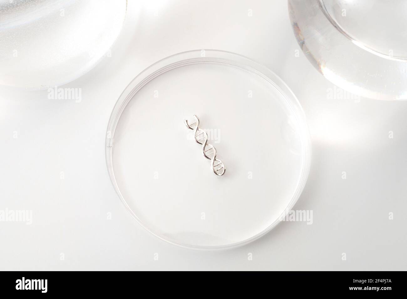 DNA-Tests, Laborexperiment und Konzept der genetischen Forschung mit einem doppelten Helix-Molekül in einer Petrischale isoliert auf weißem Hintergrund Stockfoto