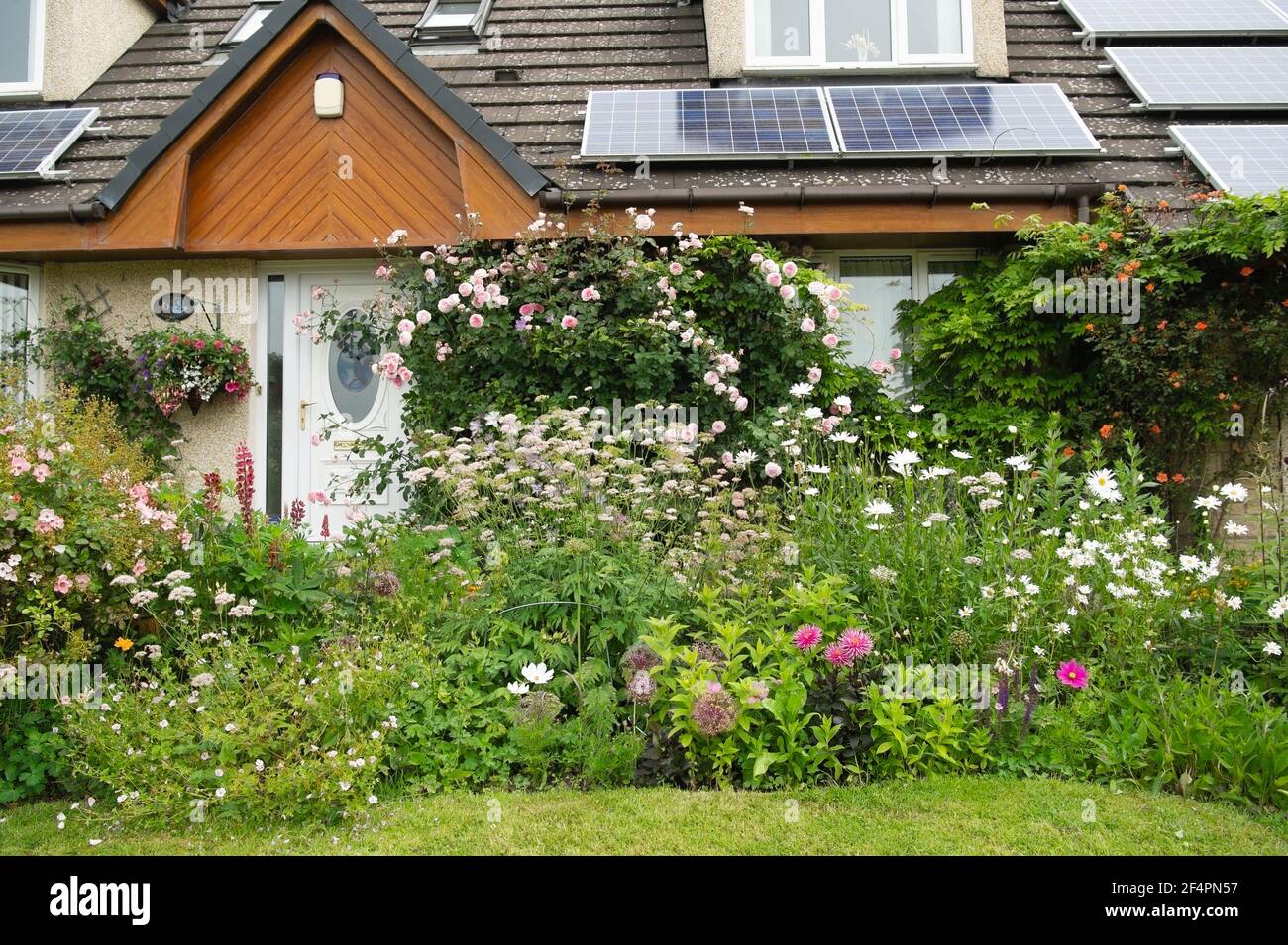 Ein farbenfroher privater, britischer Wohnhüttengarten im Sommer mit überfließenden Grenzen voller Farben und Sonnenkollektoren auf dem Dach. Stockfoto