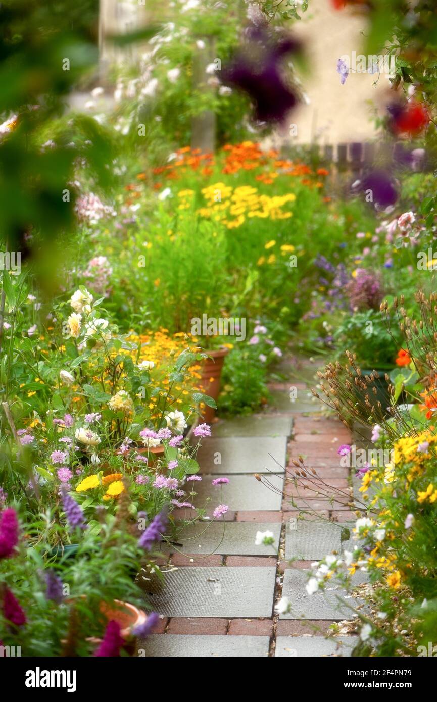 Eine hübsche und farbenfrohe Nahaufnahme eines privaten britischen Cottage-Stil Sommergarten Grenze in voller Blüte mit Blumen auf den Weg überfließen. Stockfoto
