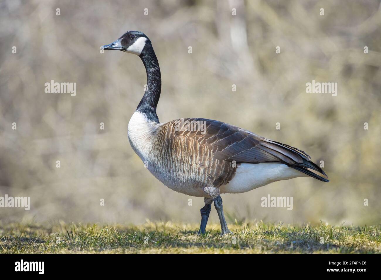 Porträt einer kanadischen Gans in der Seitenansicht Stockfoto