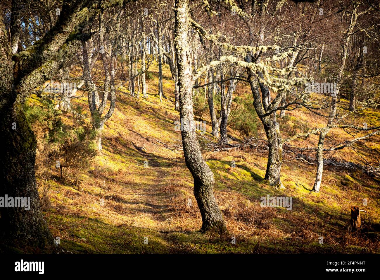 Dies sind "unsere" Wälder, eine schöne Mischung aus silberner Birke, Strand und Sisaleiche, die die Seiten des glen verkleiden, die auf den heidbedeckten muir abo klettern Stockfoto