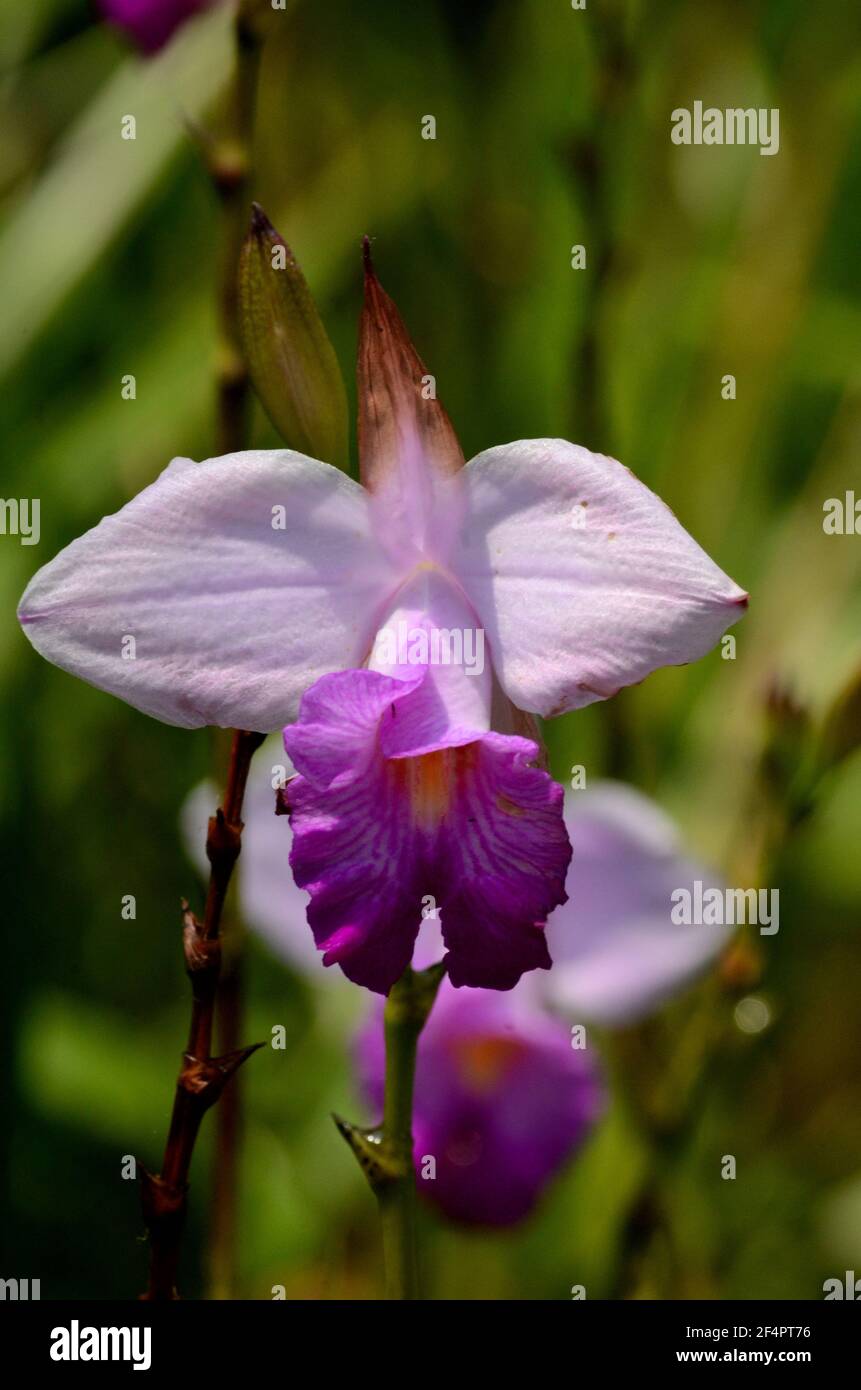 Singapurs Nationalblume lila und weiß Papilionanthe Miss Joaquim Orchidee Stockfoto