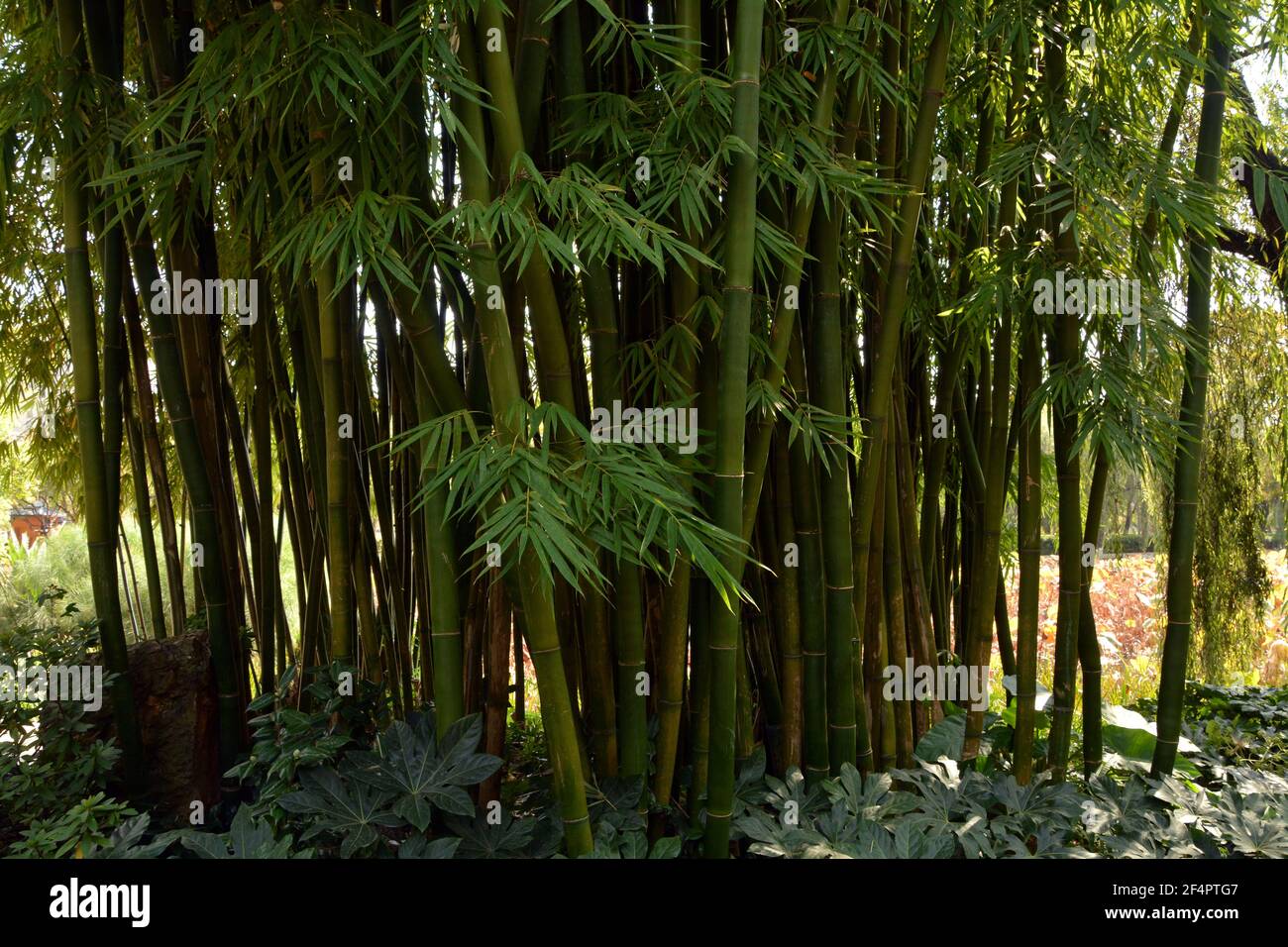 Grüner Bambus wächst in einem Park in der chinesischen Stadt Kunming. Eine Miniatur-Version eines chinesischen Waldes. Stockfoto