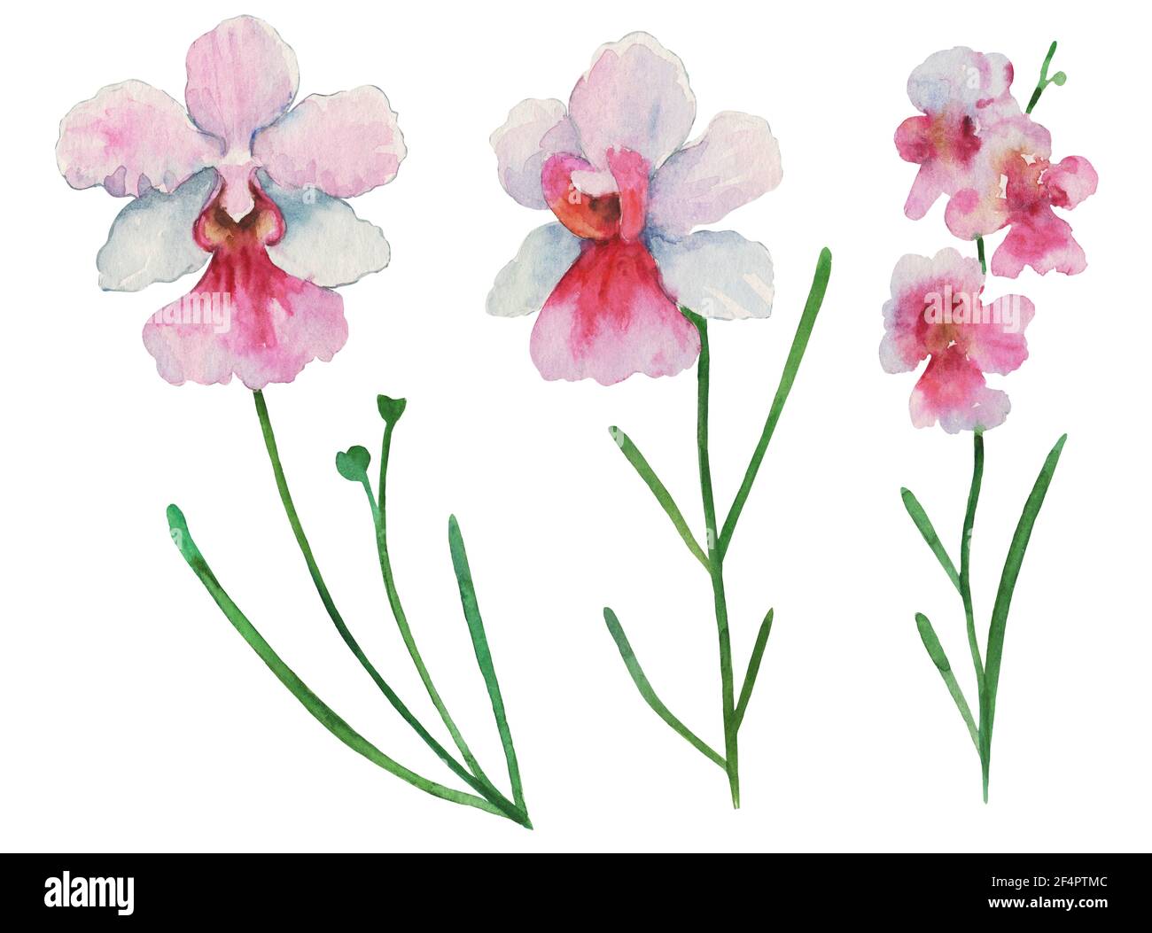 Set von Aquarell bemalte Orchidee Vanda Miss Joaquim, nationale Singapur Blume, isoliert auf weißem Hintergrund. Stockfoto