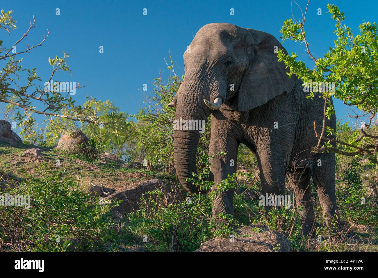 African Elephant (Loxodonta africana) im Kruger National Park, Südafrika, Fütterung in entspannter Haltung neben der Straße. Stockfoto