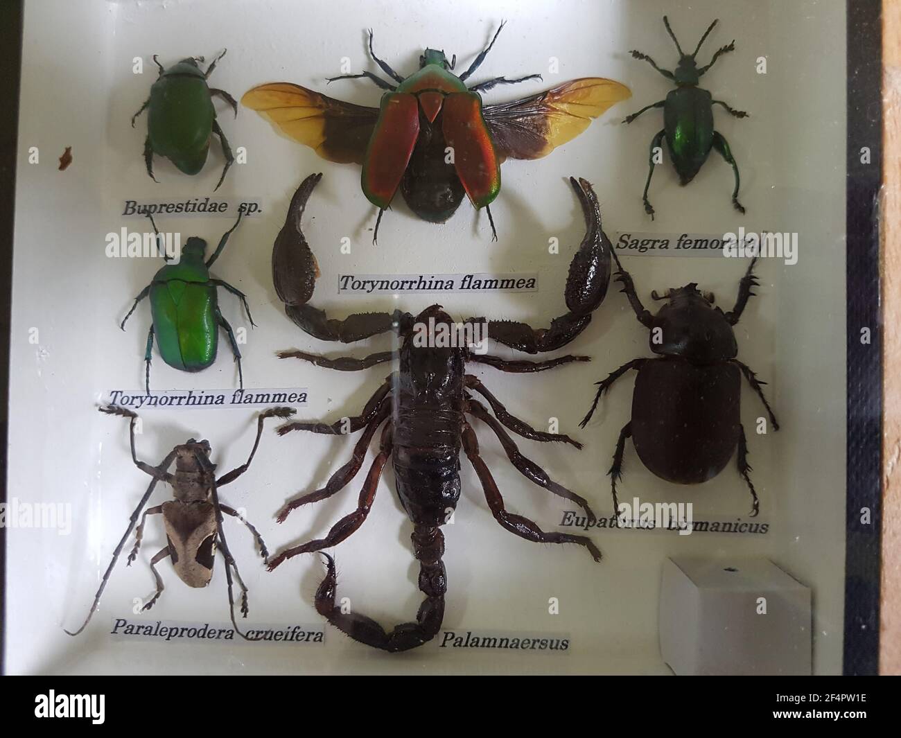 Nahaufnahme von Insekten und Skorpion Stockfoto