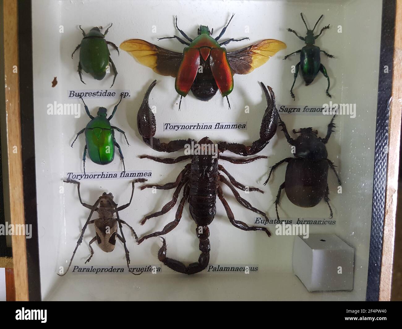 Nahaufnahme von Insekten und Skorpion Stockfoto