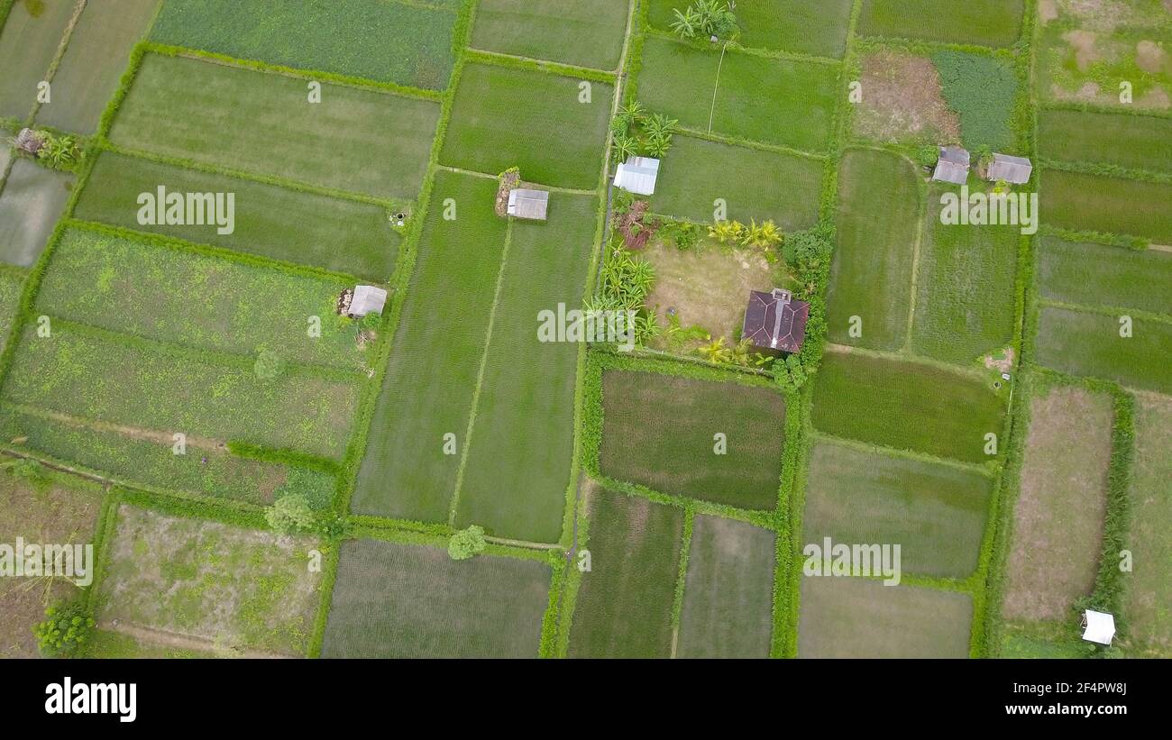 Eine Hütte für Bauern, die sich inmitten von üppigem und grünem Reis unterbringen. Luftdrohne erschossen Hochwinkel fliegen über Bali Reisfelder Tallandschaft in Stockfoto