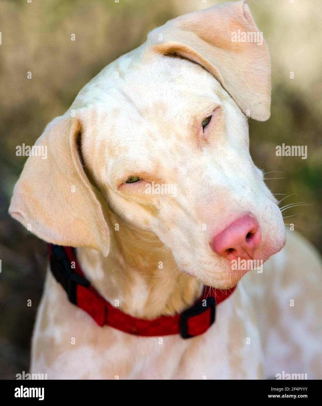Ein neugieriger weißer Albino Hund starrt in EINEM Vertikalen Bildformat Stockfoto