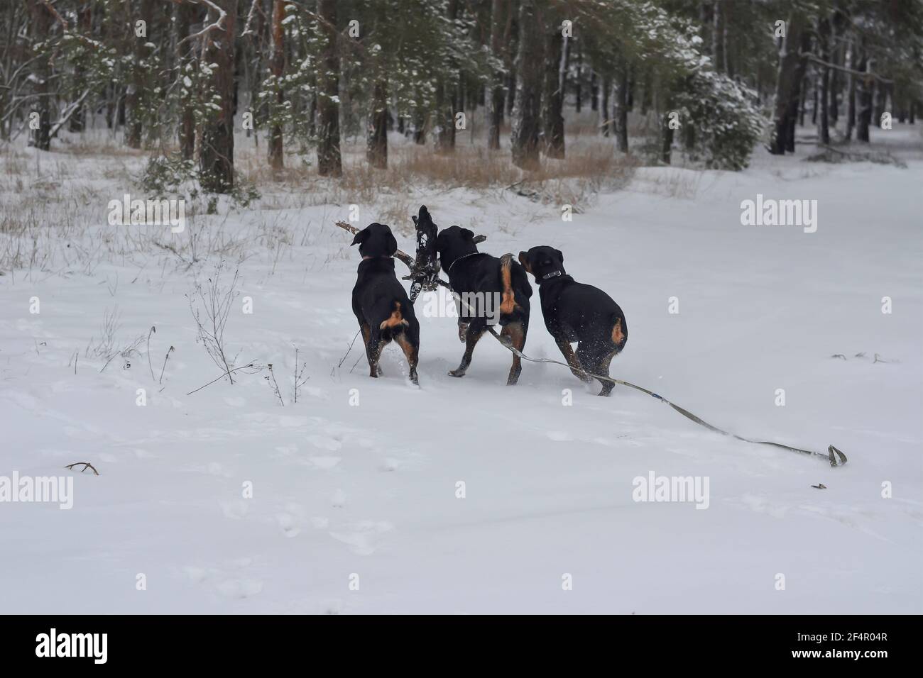 Junge Hunde tummeln sich im morgendlichen Winterwald. Drei Erwachsene Rottweiler Welpen spielen gleichzeitig mit einem Ast. 11 Monate alte Welpen. Haustiere. Stockfoto