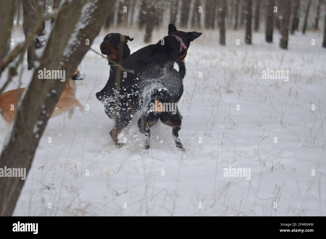 Junge Hunde tummeln sich im morgendlichen Winterwald. Drei aufgezogene Rottweiler Welpen und ein roter Mischlingshund kämpfen sich. 11 Monate alte Welpen. Acti Stockfoto