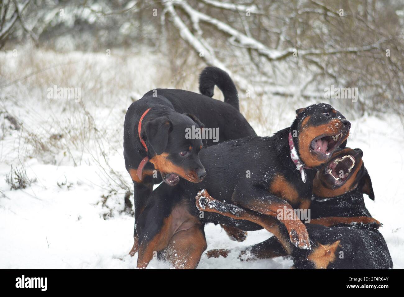 Junge Hunde tummeln sich im morgendlichen Winterwald. Drei gewachsene Rottweiler Welpen kämpfen sich. 11 Monate alte Welpen. Aktive körperliche Haustier Spiel Stockfoto