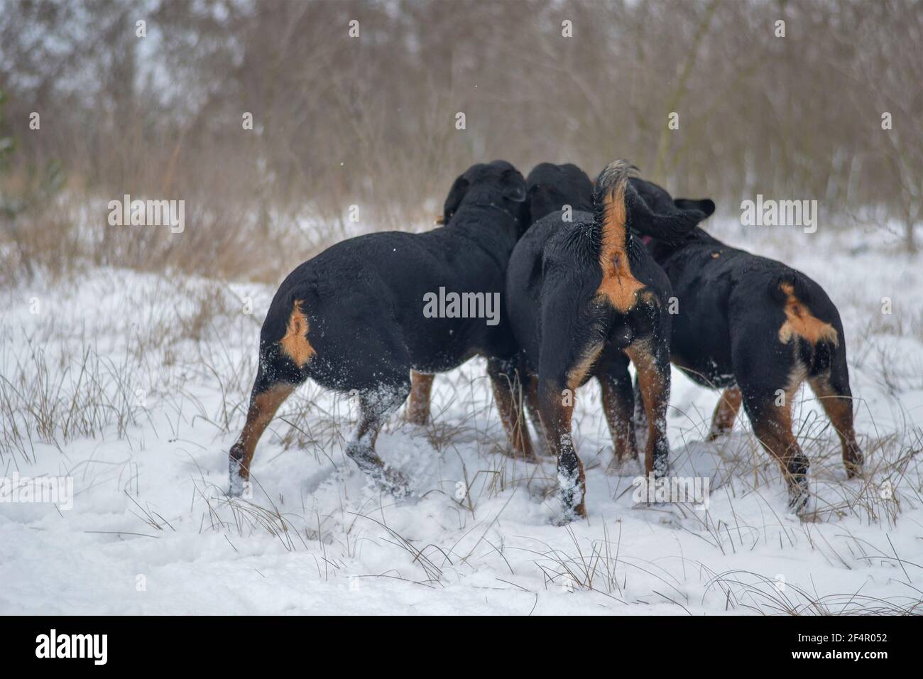 Junge Hunde tummeln sich im morgendlichen Winterwald. Drei Erwachsene Rottweiler Welpen spielen gleichzeitig mit einem Ast. 11 Monate alte Welpen. Haustiere. Stockfoto