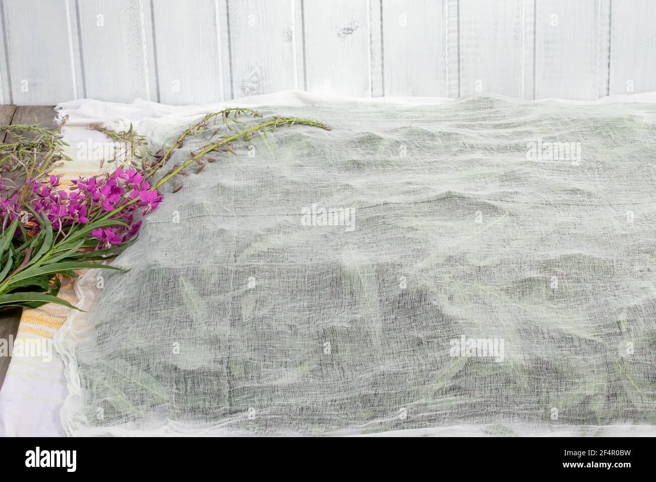 Ernte von Feuerkraut für Tee - Trocknen verteilen Blätter und Blumen unter einem dünnen Tuch. Stockfoto