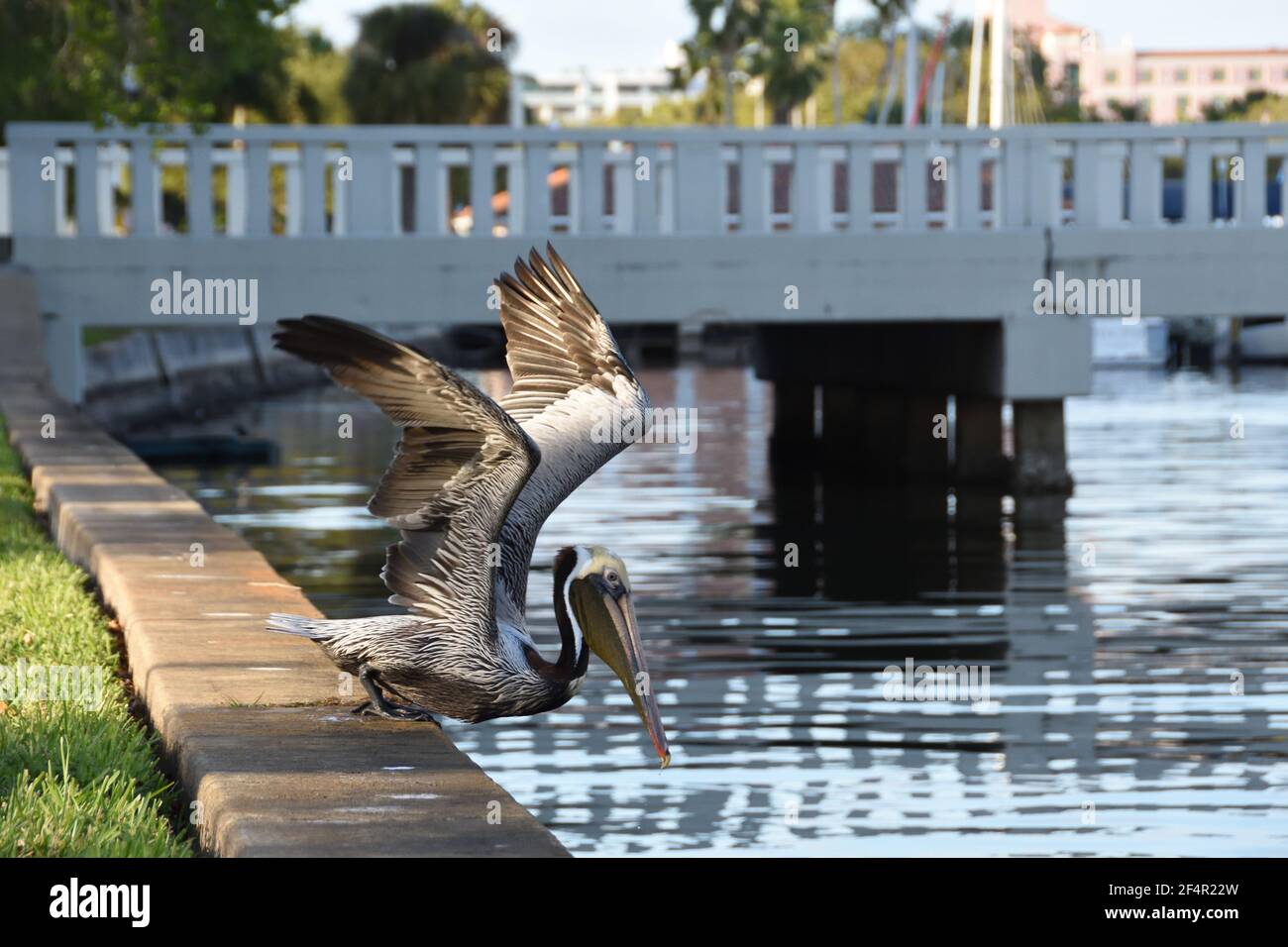 Brown Pelican, der offizielle Vogel von St. Petersburg, Florida, macht sich bereit, in Wasser am Demens Landing Historical Landmark auf Pinellas Trail zu tauchen. Stockfoto