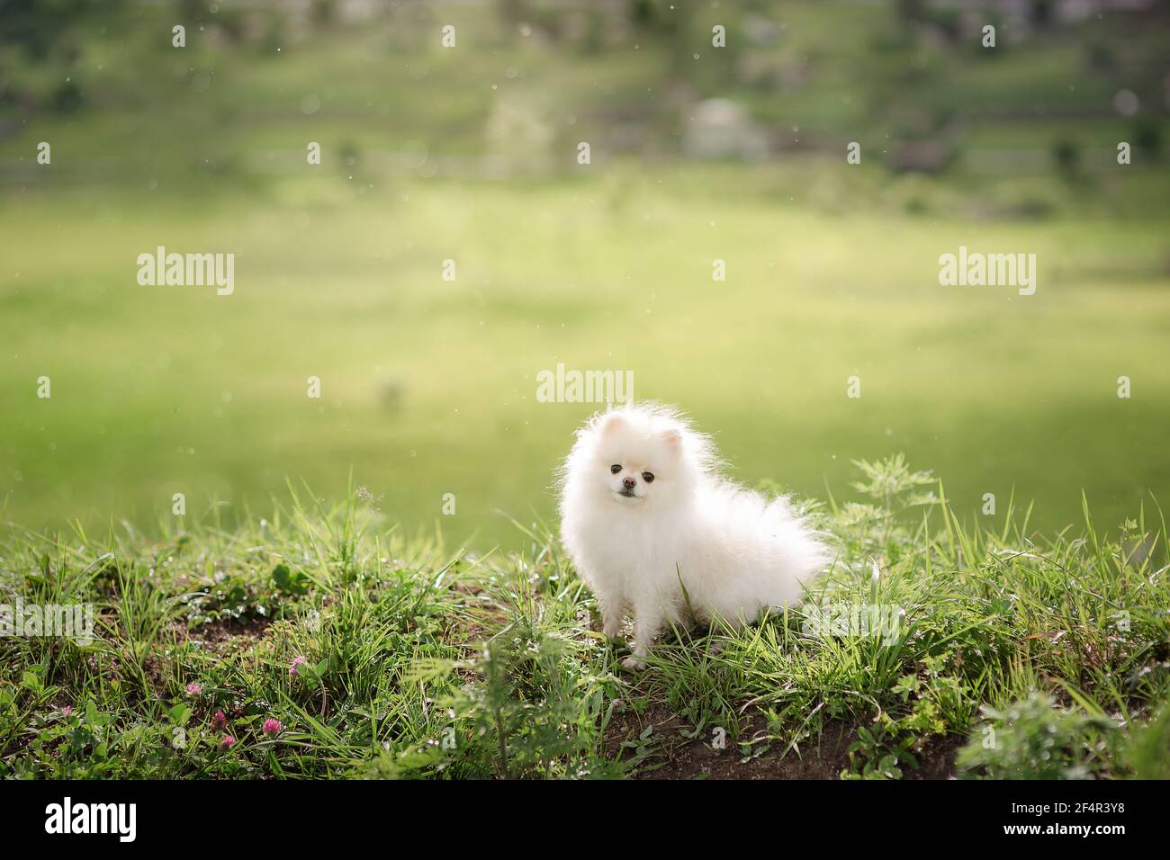White pomeranian Fotos und Bildmaterial in hoher Auflösung Alamy