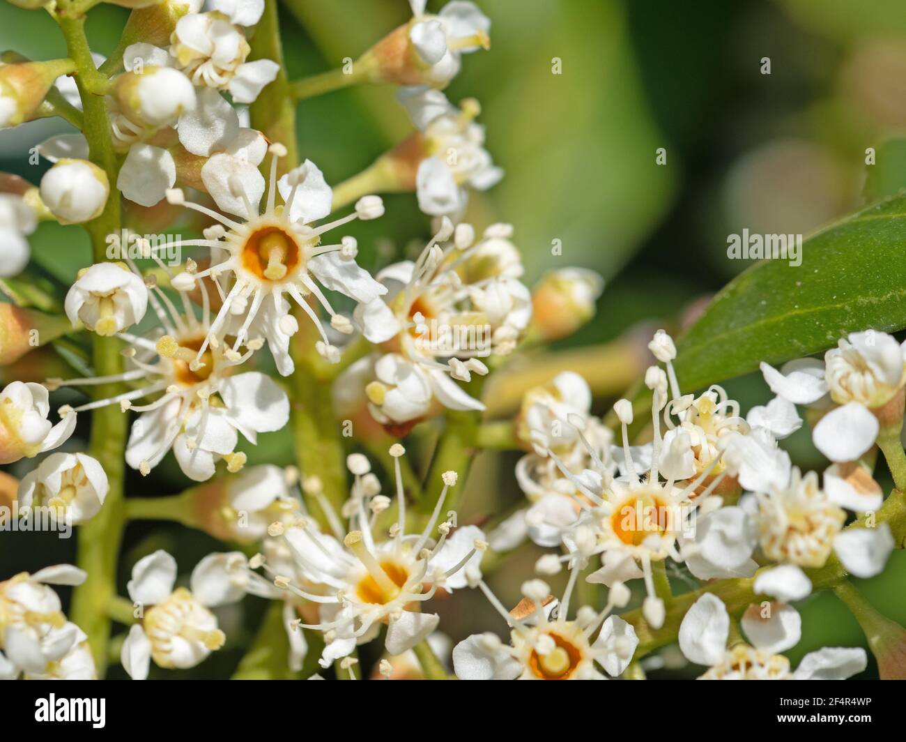 Blühender Kirsche Lorbeer, Prunus laurocerasus, im Frühjahr Stockfoto