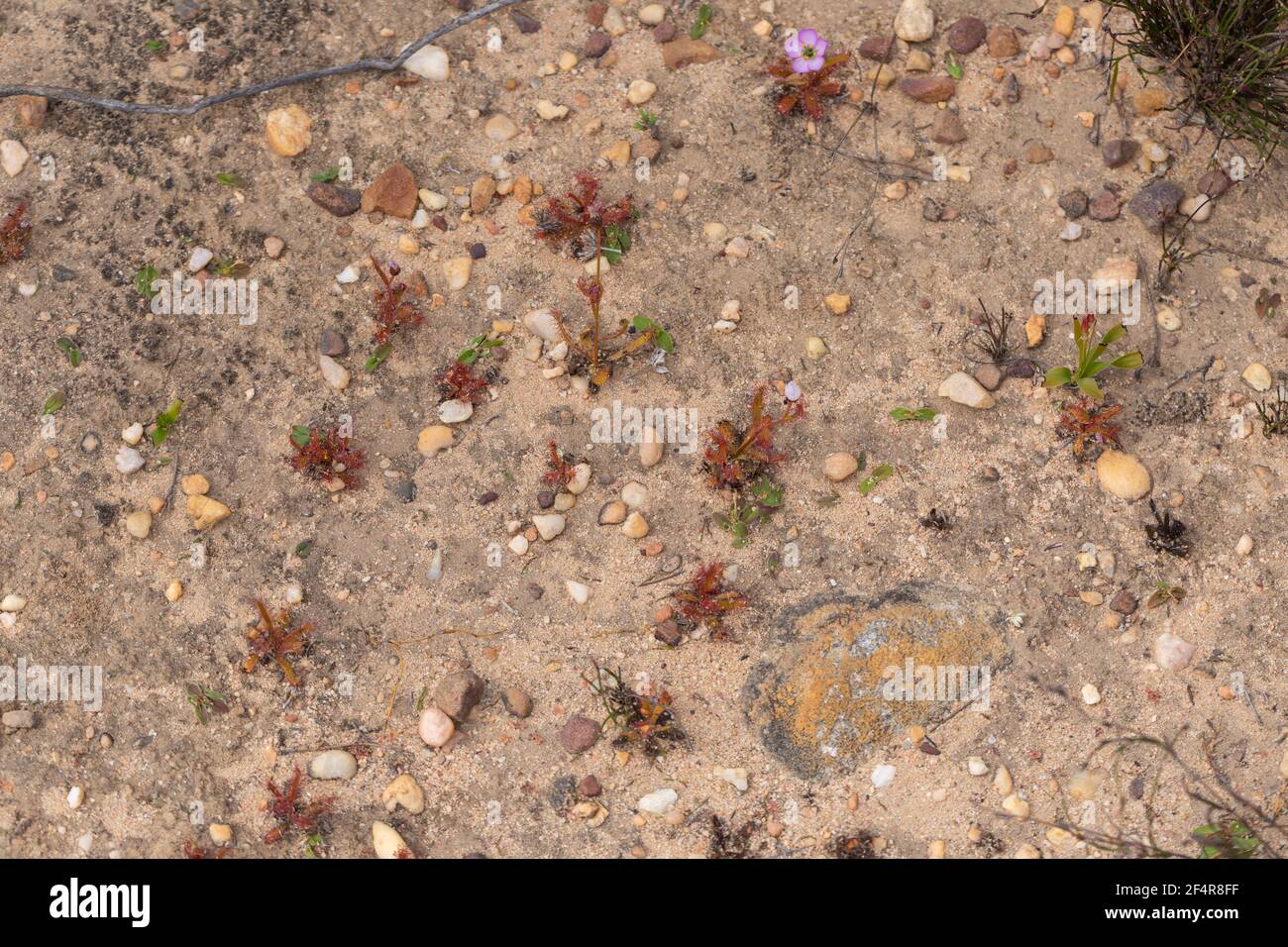 Einige Drosera cistiflora im sandigen Lebensraum, in der Nähe von Clanwilliam im Cederberg Moutains, Westkap von Südafrika Stockfoto