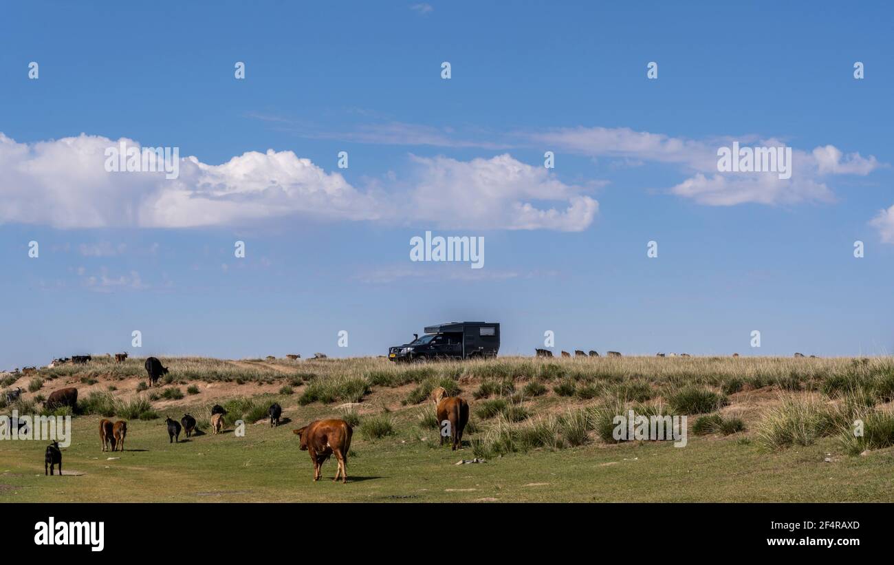 Ogii-See, Mongolei - 30. August 2019: 4x4 Wohnmobil auf der Steppe der Mongolei mit einer Herde von Ziegen und Kühen in der Nähe des Sees Og Ogii. Stockfoto