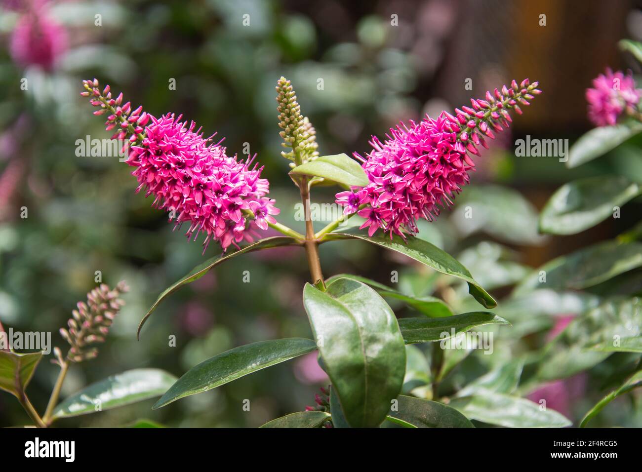 Schöne lila Tutini Blume, auch als Pukumani Pole genannt Stockfoto