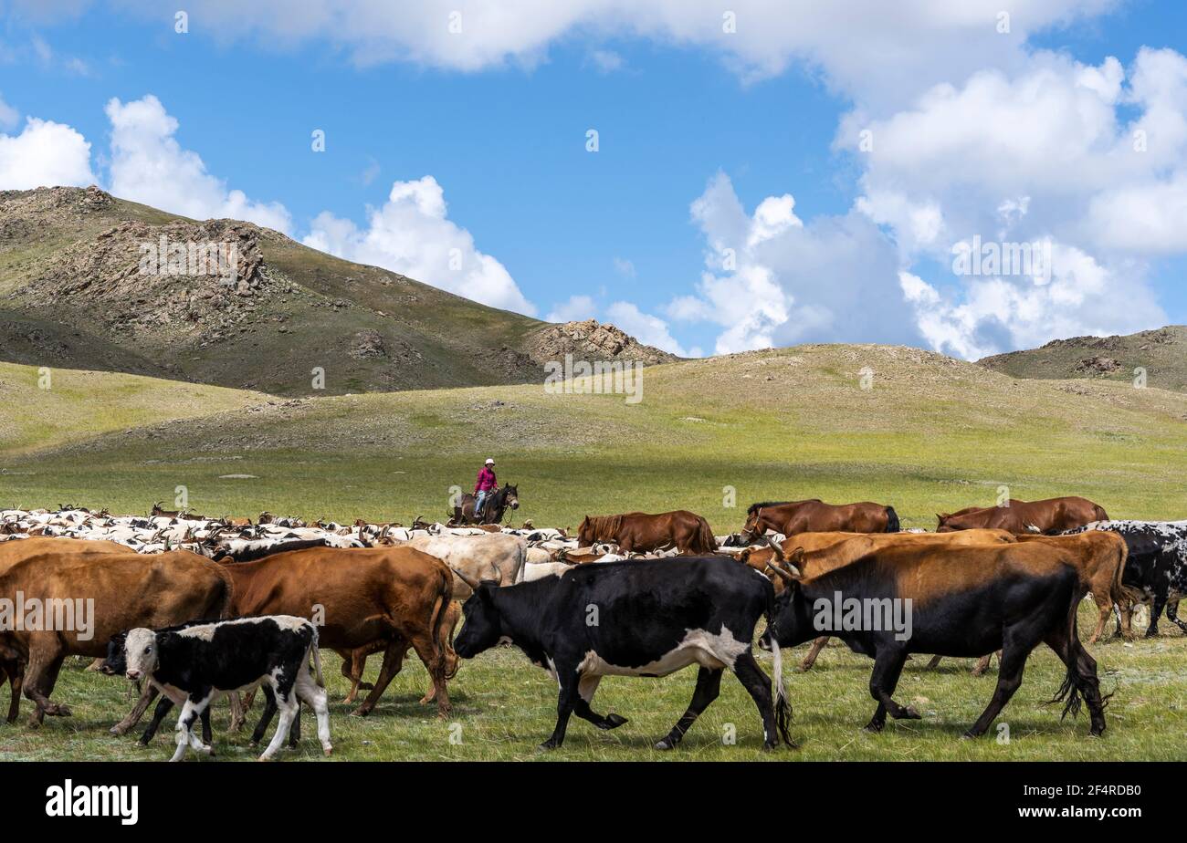 Baruuntunuun, Mongolei - 8. August 2019: Bunte Steppe und Wüste mit Ziegenherde mit Hirtenhirten auf dem Pferd, Hügel und Berge in der Mongolei. Stockfoto