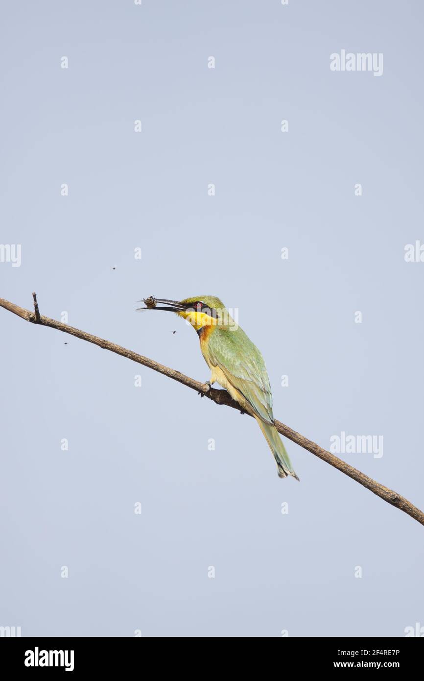 Kleine Bienenfresser-mit Biene Merops percivali percivali Gambia, Westafrika BI025055 Stockfoto