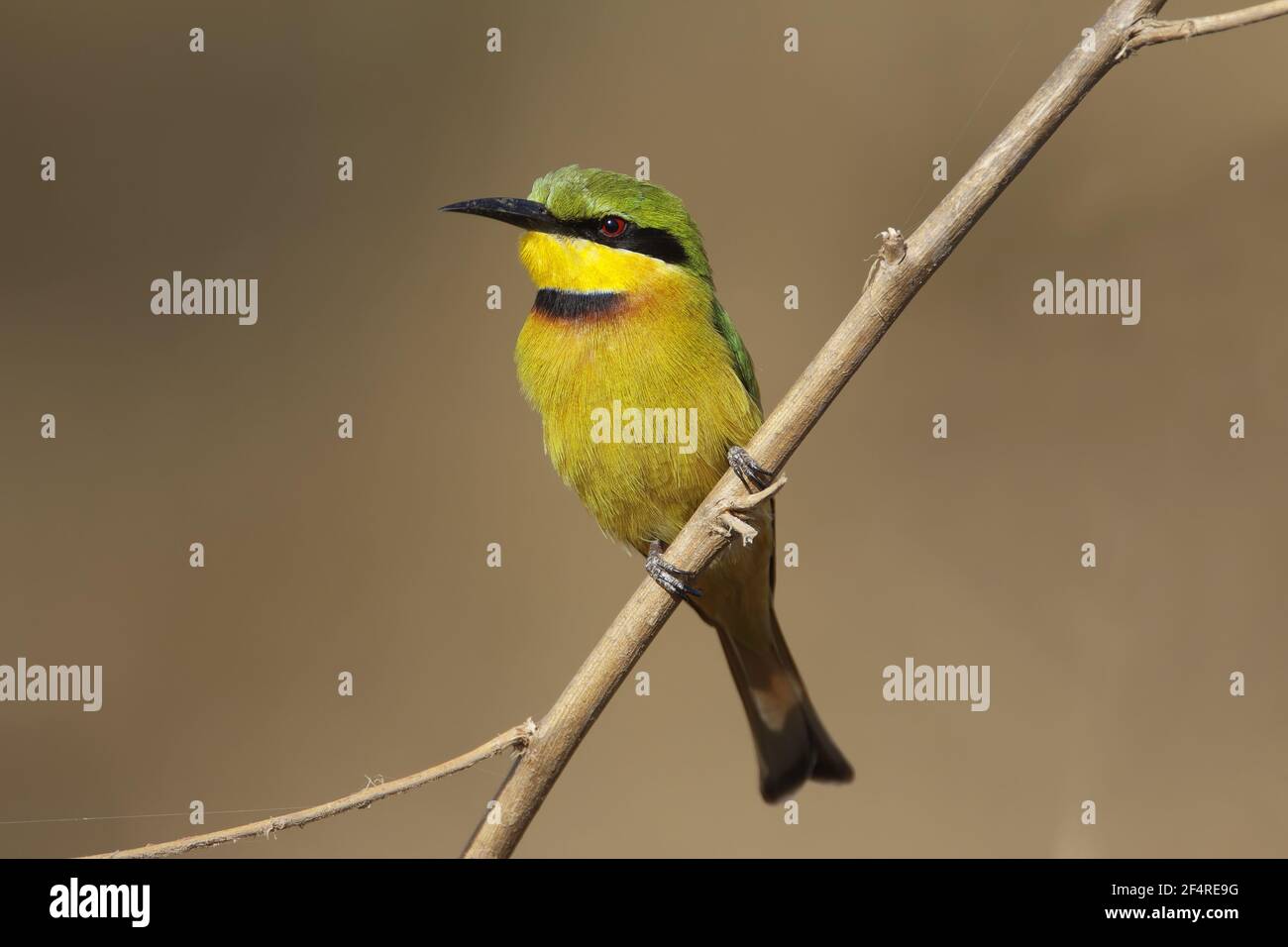 Kleine Bienenfresser Merops percivali percivali Gambia, Westafrika BI025063 Stockfoto