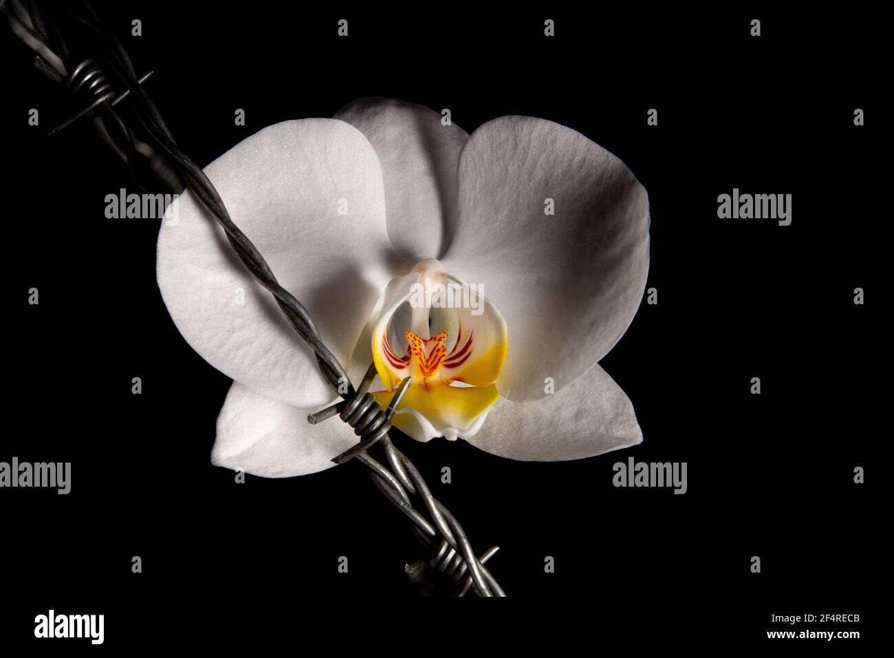 Weiße Orchideenblüte und Stacheldraht isoliert auf schwarzem Hintergrund, Konzept von Weiblichkeit und Schmerz Stockfoto