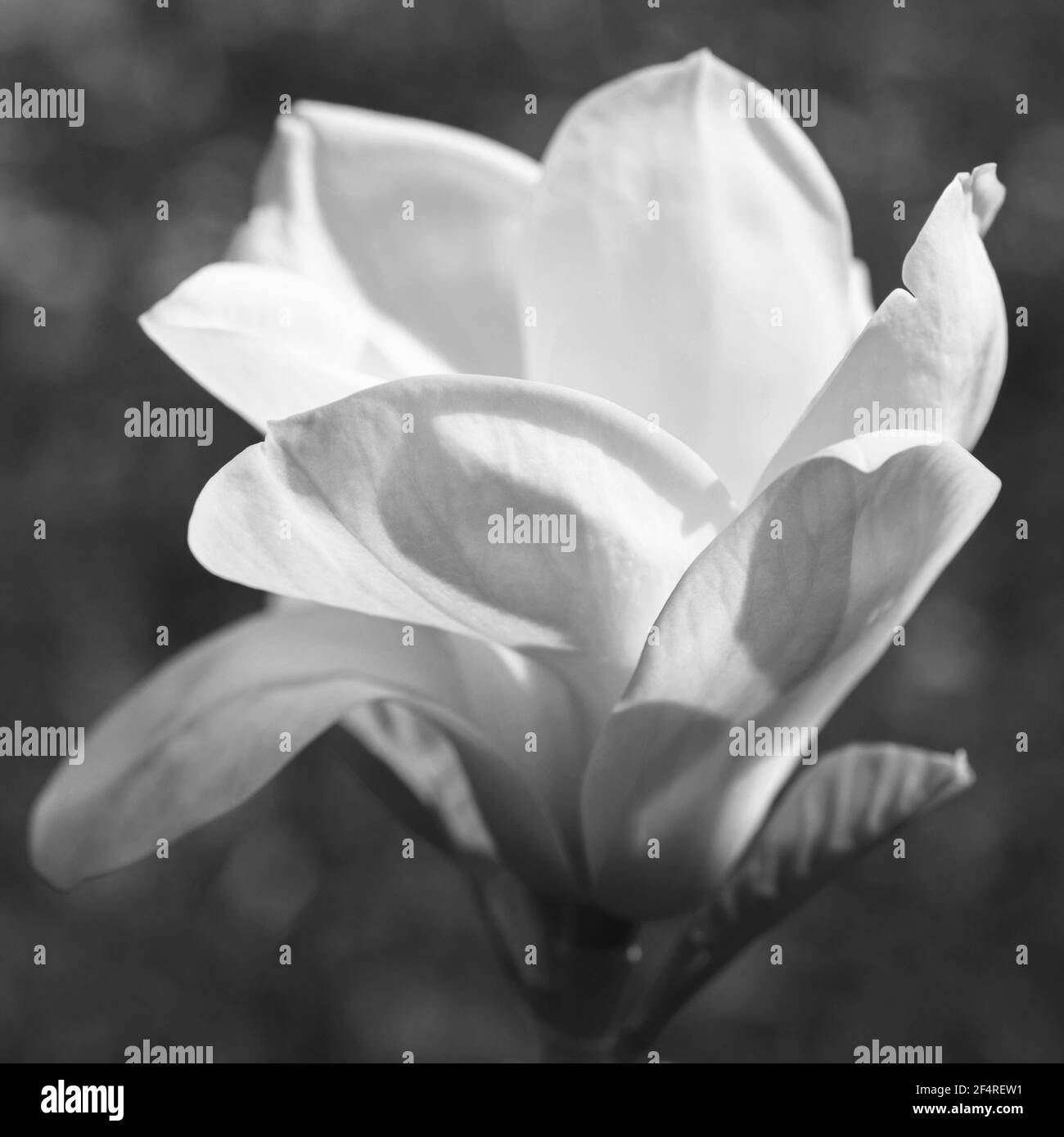 Weiße Magnolienblüte, Nahaufnahme, Schwarz-Weiß-Foto Stockfoto