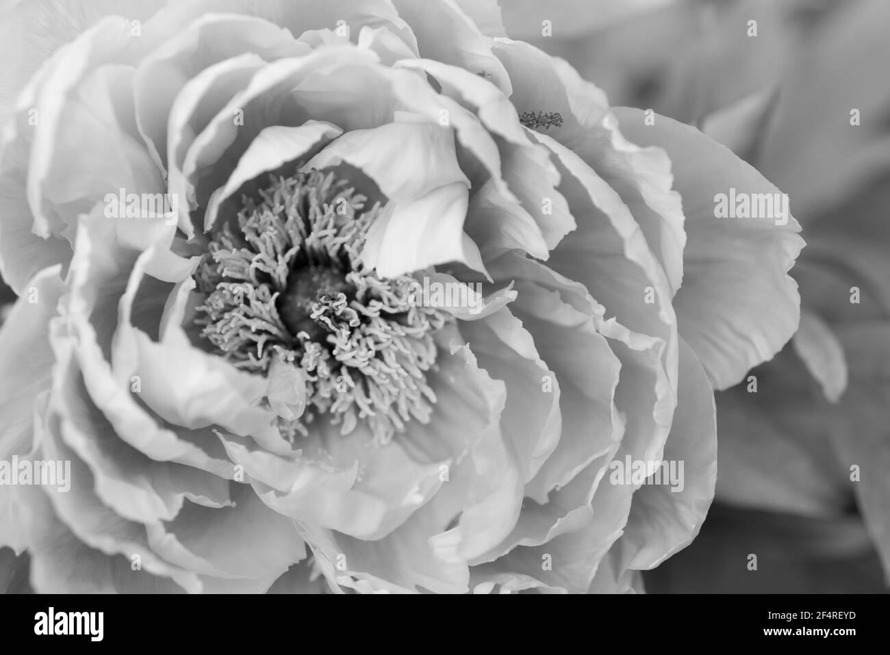 Blume von rosa Paeonia suffruticosa Nahaufnahme schwarz-weiß Foto Stockfoto