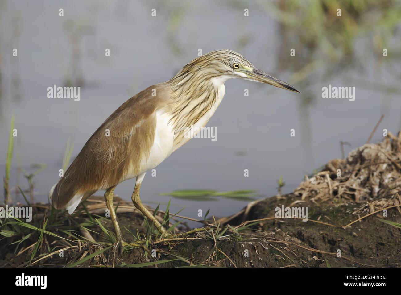 Wie Reiher Ardeola Ralloides Gambia, Westafrika BI025233 Stockfoto