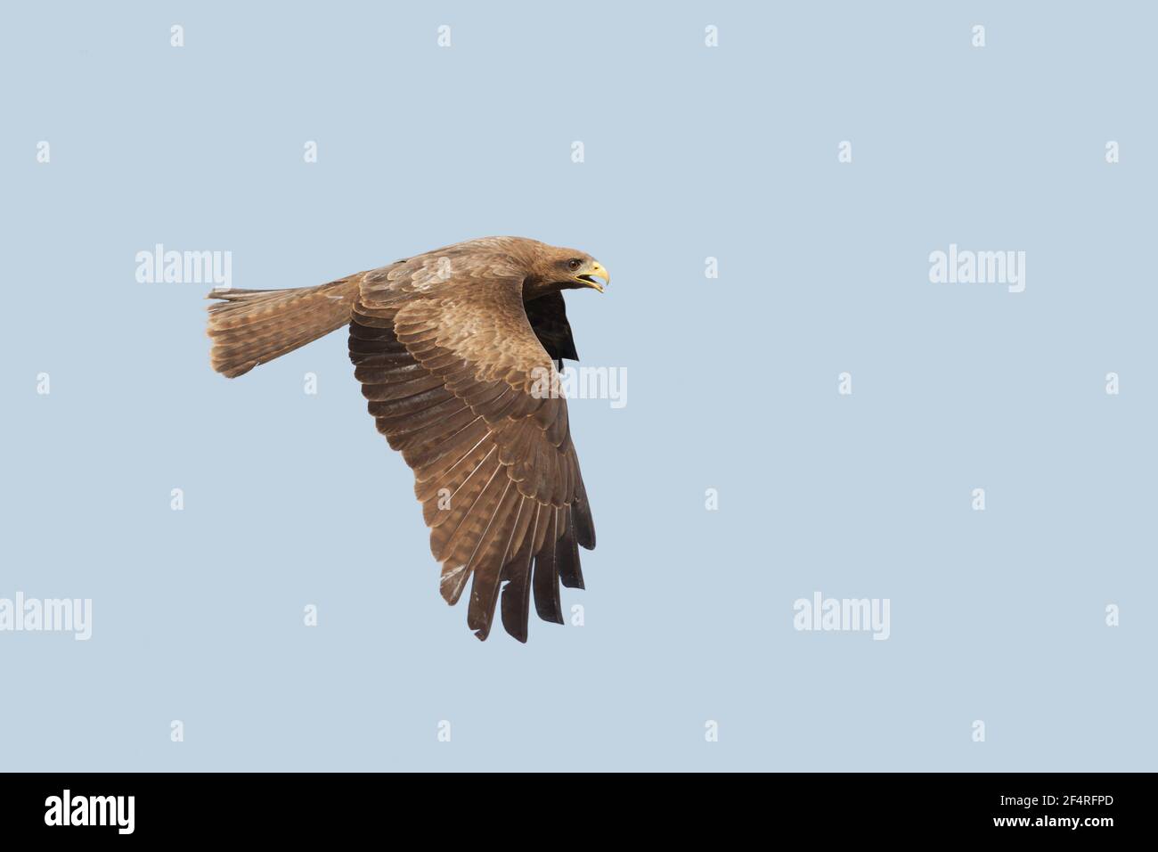 Black Kite - im FlugMilvus migrans Gambia, Westafrika BI025348 Stockfoto